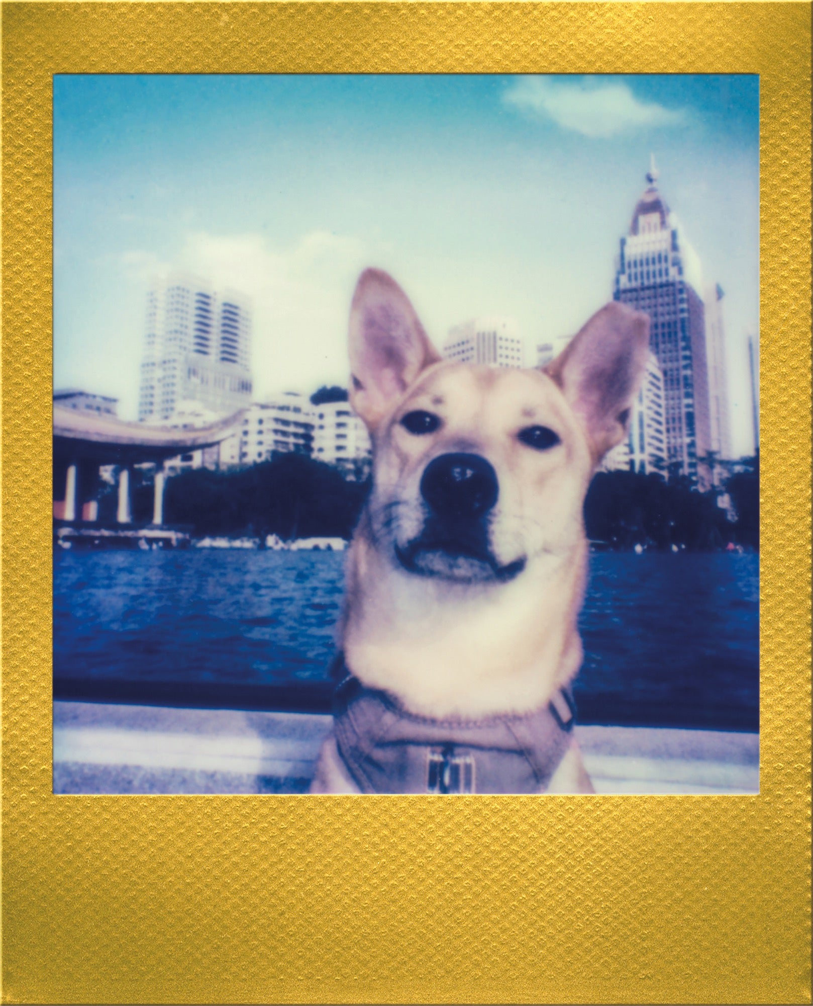 寶麗來 Polaroid Go 金框彩色相紙 雙包裝相紙 /孖裝 #006588