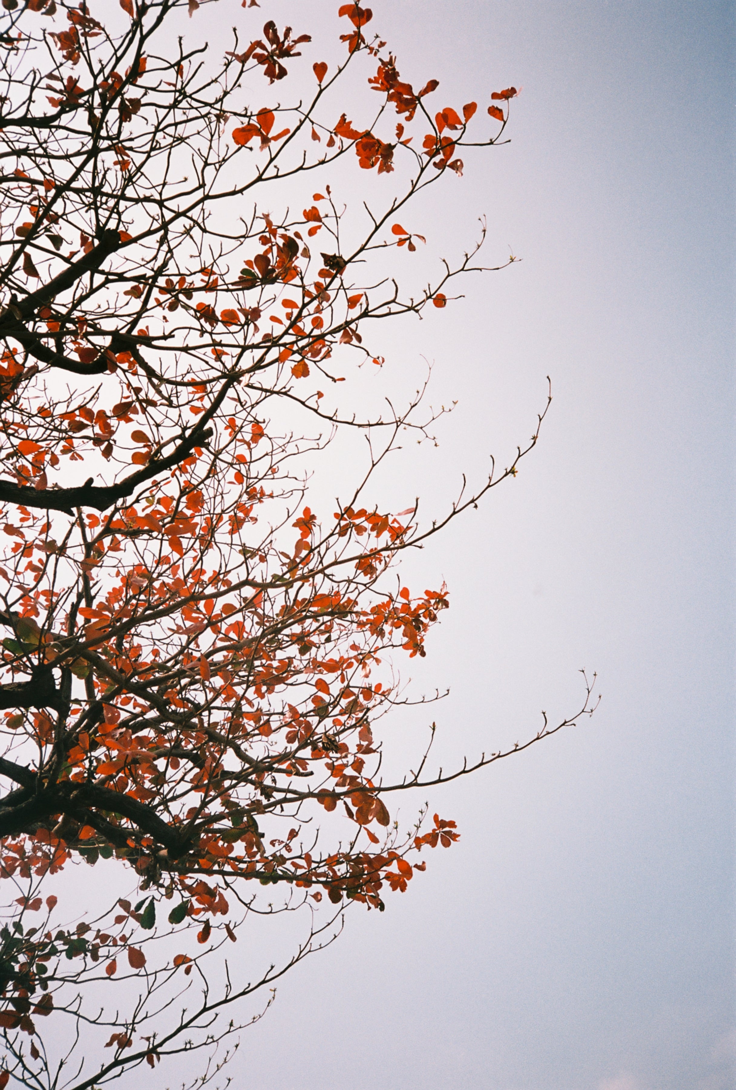 Retocolor Maple 100 35MM COLOR NEGATIVE FILM 27EXP