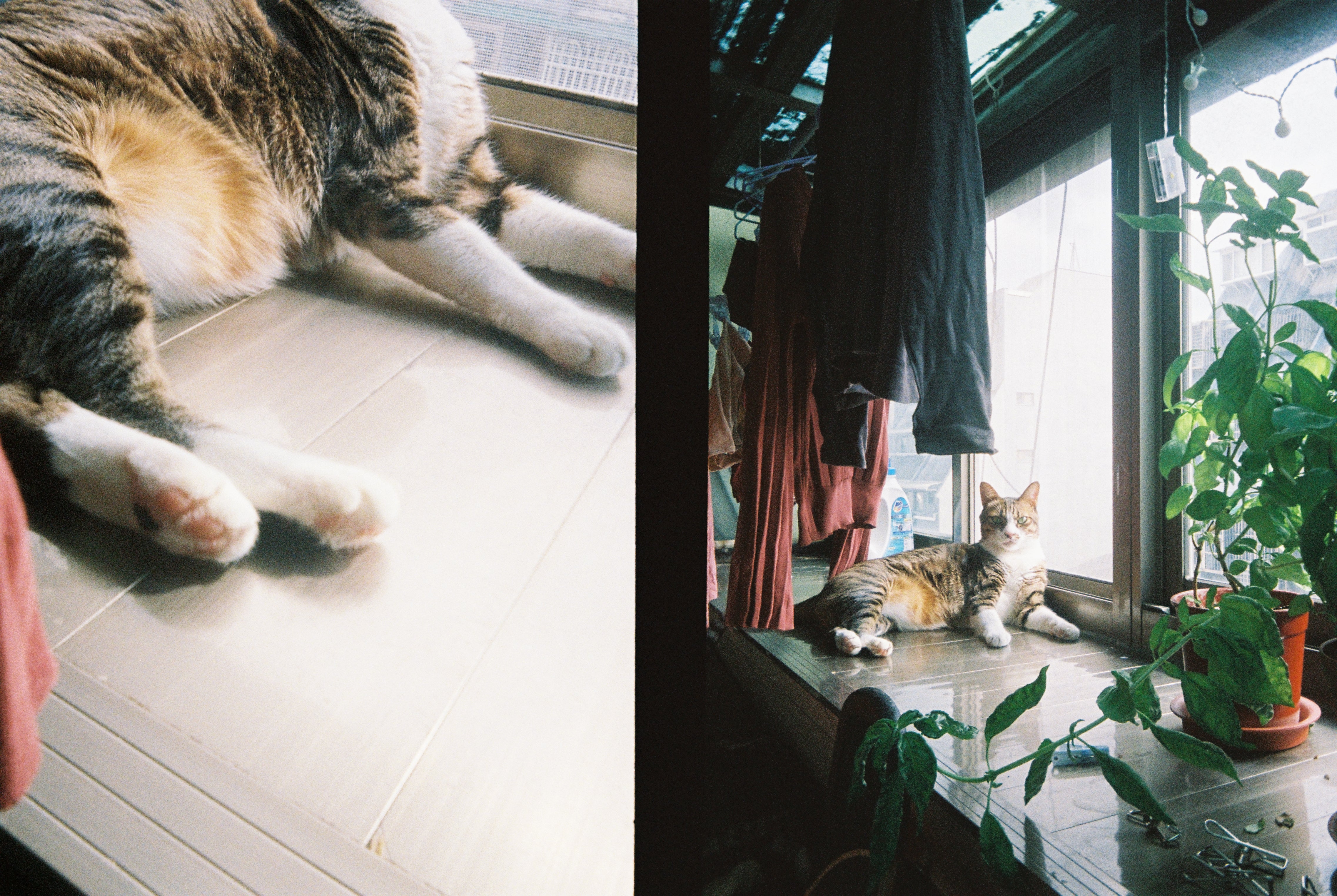 KODAK EKTAR H35 Half Frame Film Camera Sage + Kodak Ultramax 24EXP