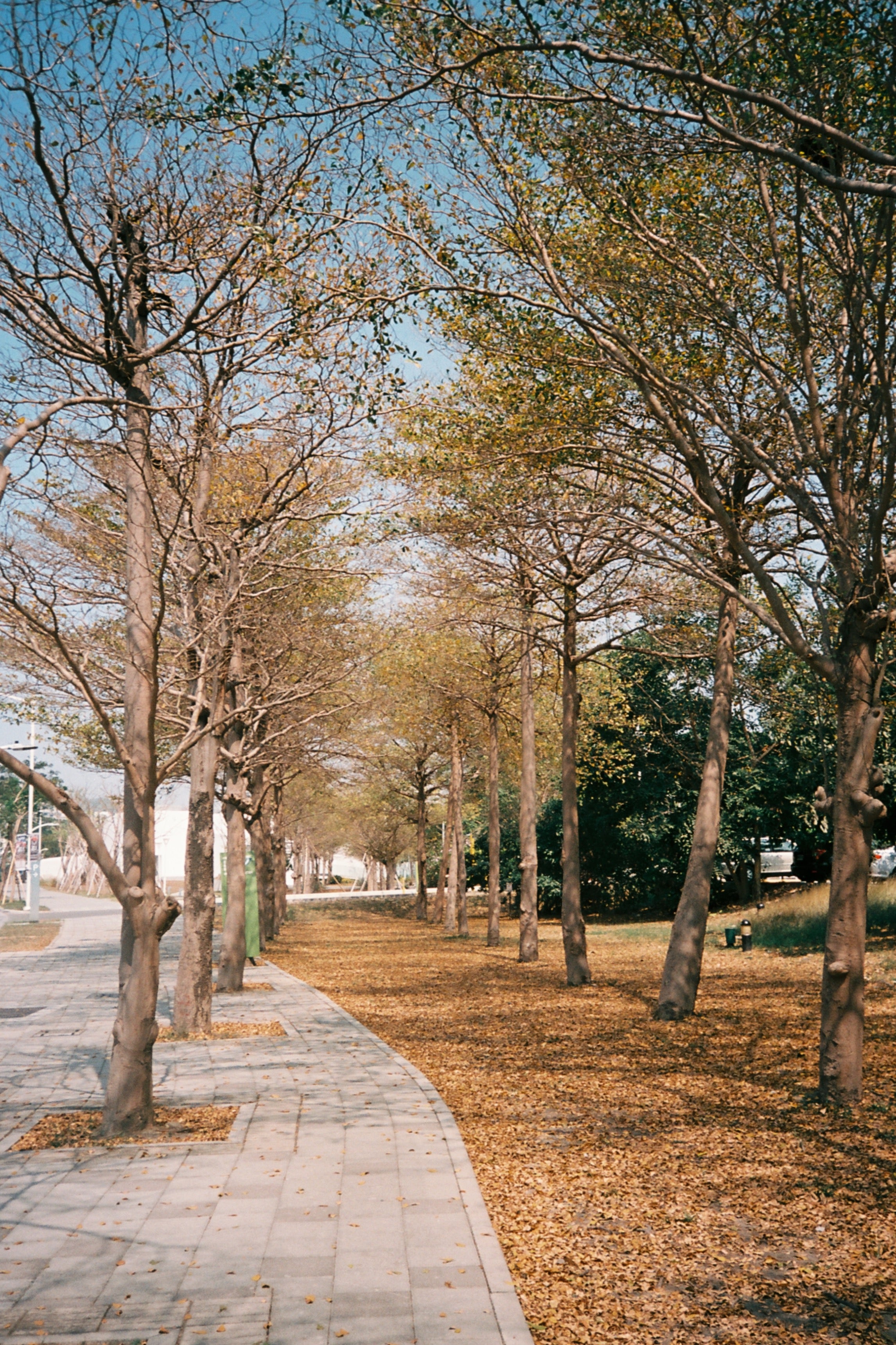 Retocolor Maple 100 35MM COLOR NEGATIVE FILM 27EXP